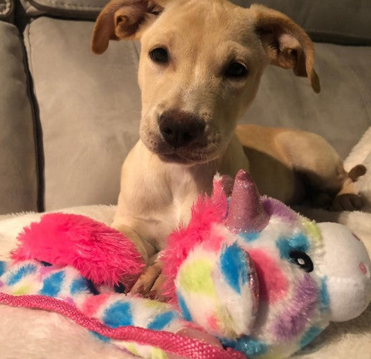 <transcy>流苏Toybox诺伯特The Blue Dragon Feelin&#39;蓝色吱吱毛绒狗玩具</transcy>