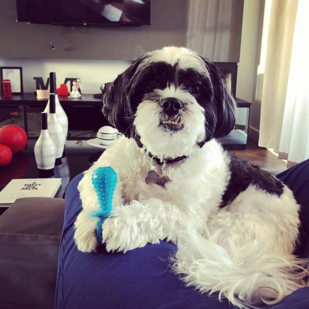 Dog Pacifier Chew Toy. Shop Dog Toys on Mounteen. Worldwide shipping available.